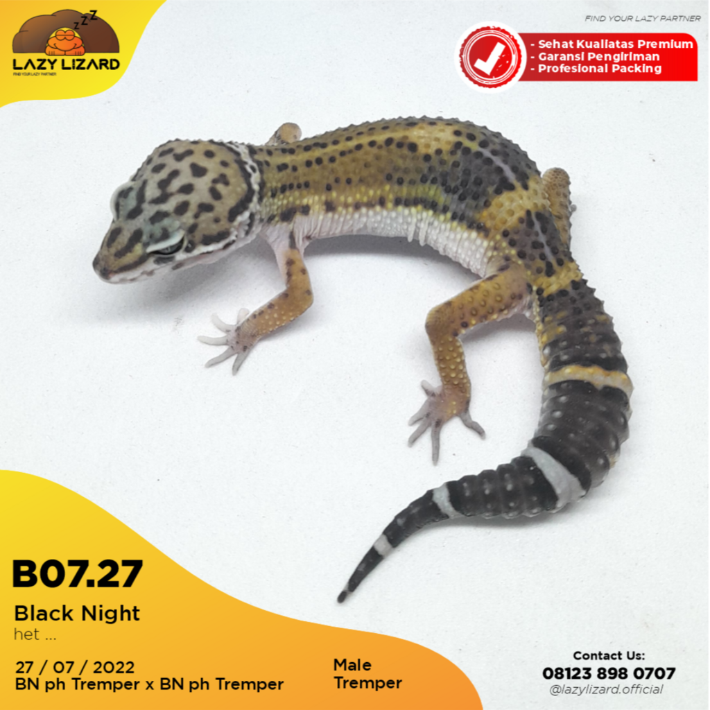 Black Night Leopard Gecko, Male B07.27